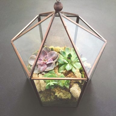 Glas-Terrarium mit verschiedenen Sukkulenten und Moos.