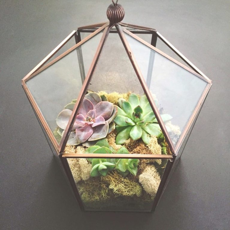 Ein gläsernes Terrarium mit verschiedenen Sukkulenten und Moos.